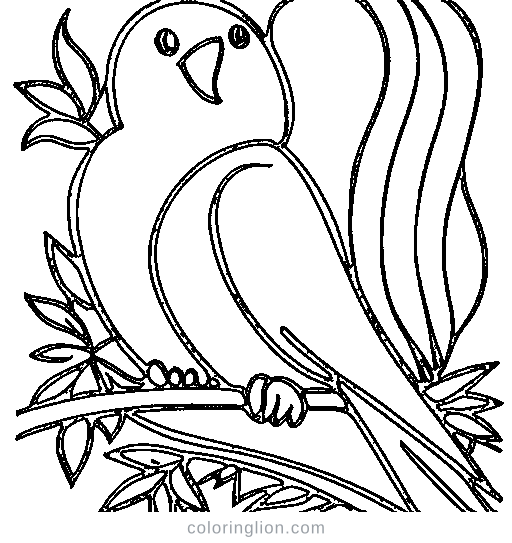 Little parrot Coloring Page