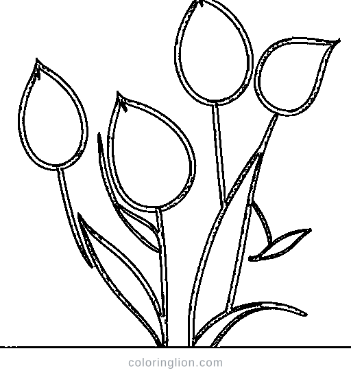 A tulip Coloring Page
